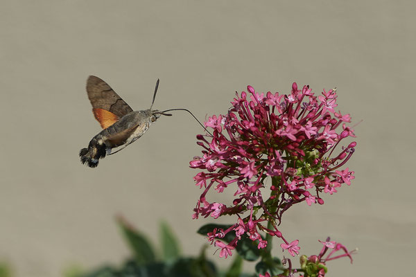 Taubenschwanz an Roter Spornblume - (04.07.2022)