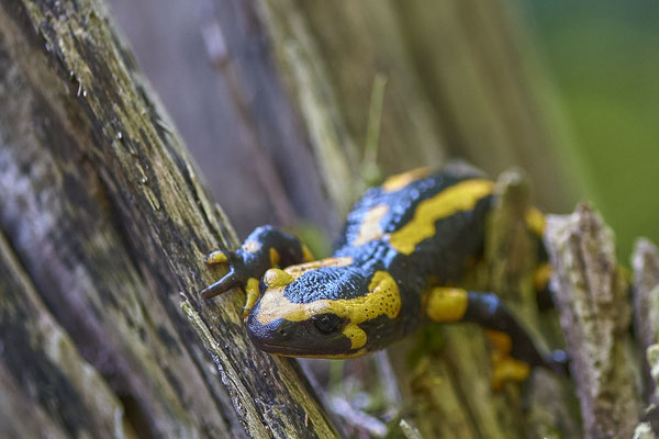 Feuersalamander - Auf Exkursion mit dem Nabu Herne