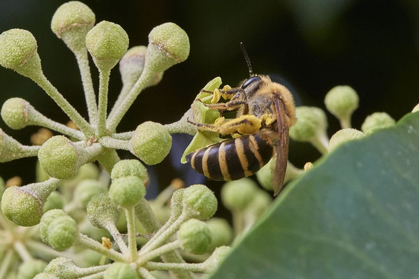 Nr.11-1/02 - Colletes hederae (Efeu-Seidenbiene) - Anzahl >20 - MG Gabelsbergerstr. 15 (08.10.2018)
