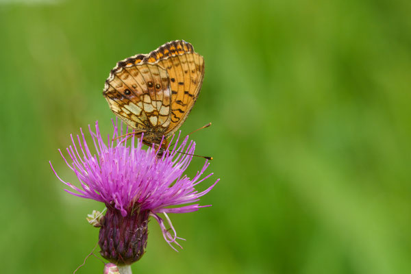Mädesüß-Perlmuttfalter
