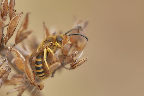 Nr.0893 - Halictus scabiosae / Gelbbindige-Furchenbiene - OB LMB - 51°29`11.55" 6°53`53.48" - (27.06.2019)
