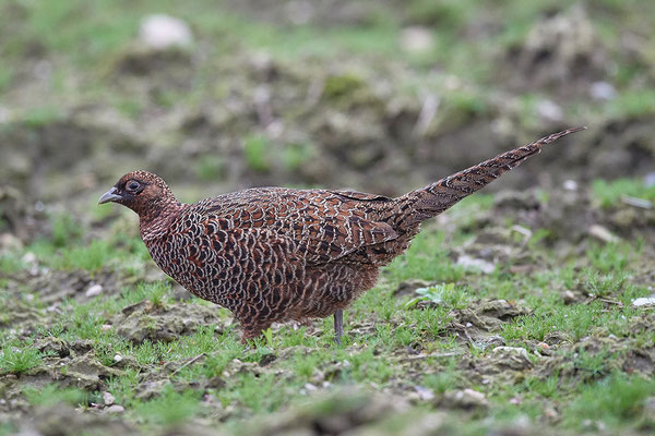 Jagdfasan Henne