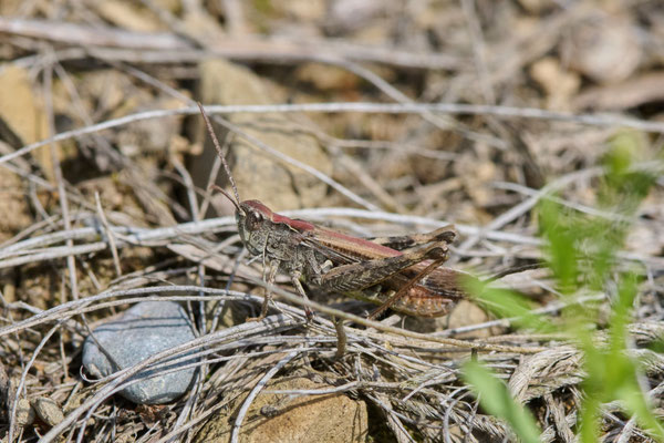 Nachtigall-Grashüpfer