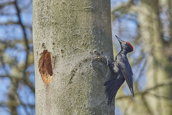 Schwarzspecht - (26.03.2021)
