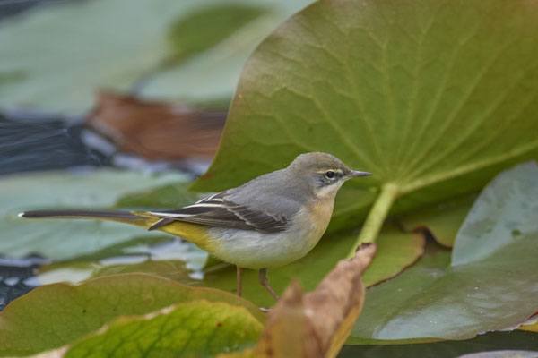Gebirgsstelze im Garten