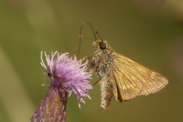  Dickkopffalter - WES Drevenacker Dünen - (20.07.2020)