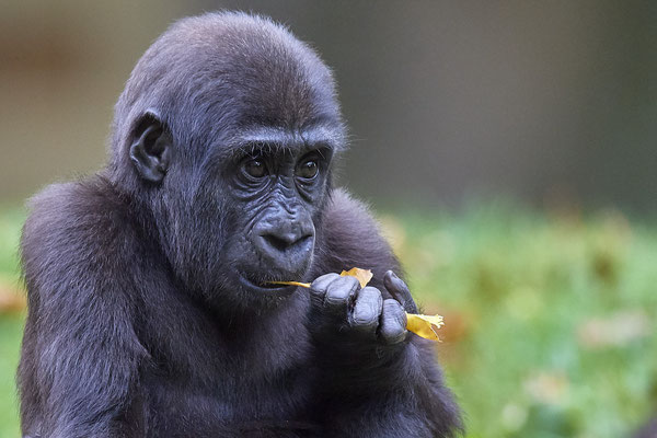 Gorilla - Zoo Duisburg
