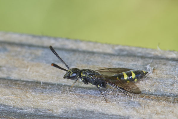  Nr.0533 - Sapyga clavicornis / Keulenwespe - OB - Am Bienenhotel Haus Ripshorst - 51°29`33.15" 6°54`03.34" - (13.05.2019)