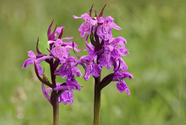 Übersehenes Knabenkraut