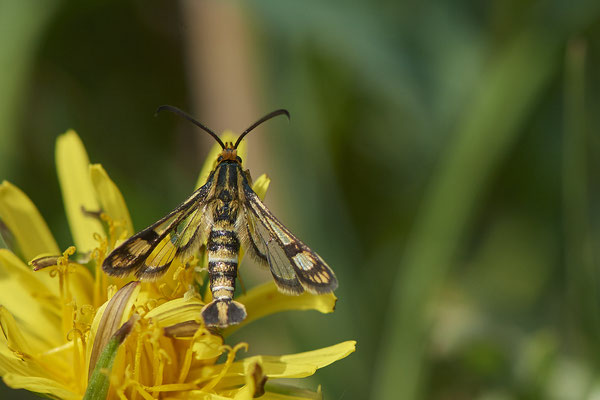 Eselswolfsmilch-Glasflügler - In den Rheinwiesen bei DU-Rheinhausen - (06.05.2022)