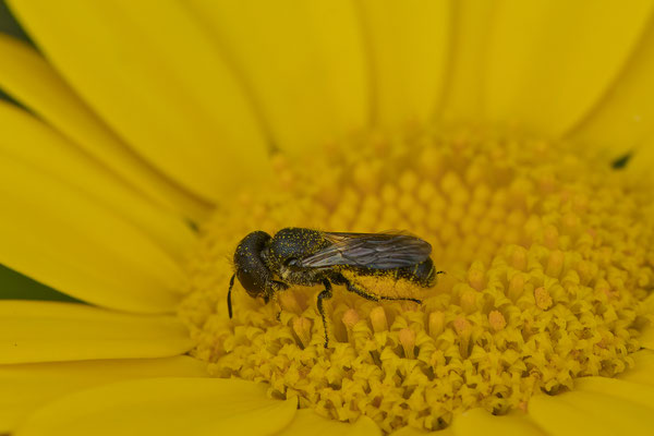 Heriades truncorum
