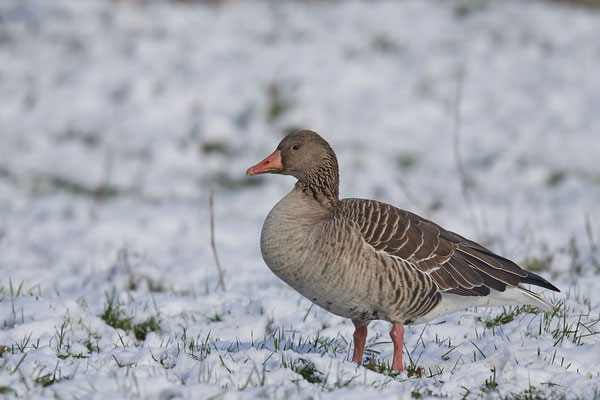 Graugans im Nettetal (31.01.2019)