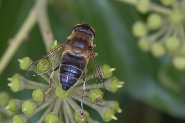 Nr. 04/20 - Eristalis pertinax - Oberhausen-Schmachtendorf Hiesfelderstraße 22.09.2018