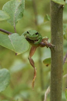 Laubfrosch - (20.08.2021)