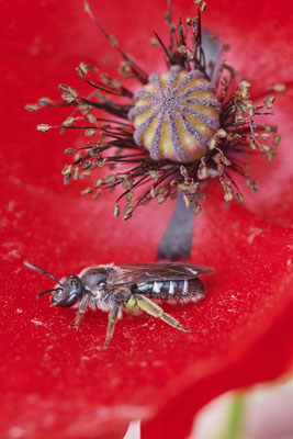 Nr.0559 - Lasioglossum sexnotatum / Furchenbiene - OB Hoag Fahrradtrasse - 51°30`13.64" 6°50`46.65" - (22.05.2019)