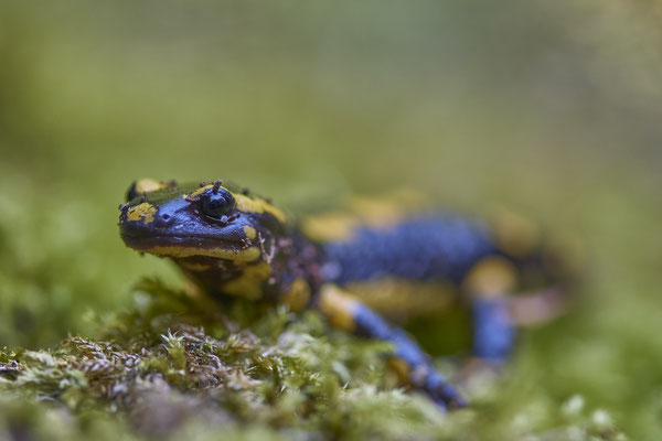 Feuersalamander - Auf Exkursion mit dem Nabu Herne