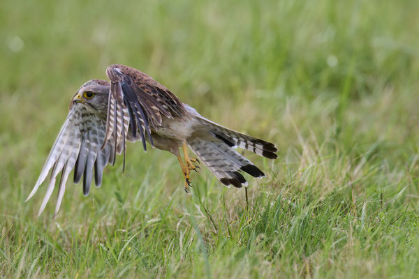 Turmfalke - Serie Flugfotos