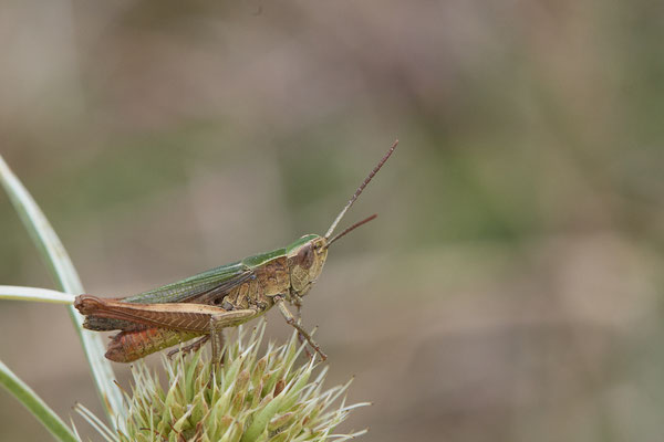 Nr.1274 - Chorthippus dorsatus / Wiesengrashüpfer - DU-Walsum Rheindeich - 51°31`50.66"  6°41`54.13" - (03.09.2019)