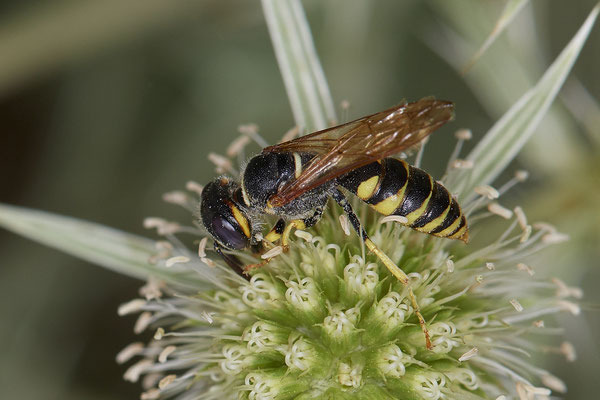 Nr.1076 - Philanthus triangulum / Bienenwolf - WES Rheinbrücke Büdericher Insel - 51°38`40.99" 6°36`30.54" - (09.08.2019)