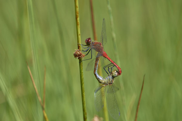 Paarungsrad der Blutroten Heidelibelle