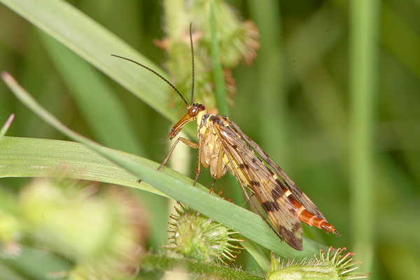 Gemeine Skorpionsfliege