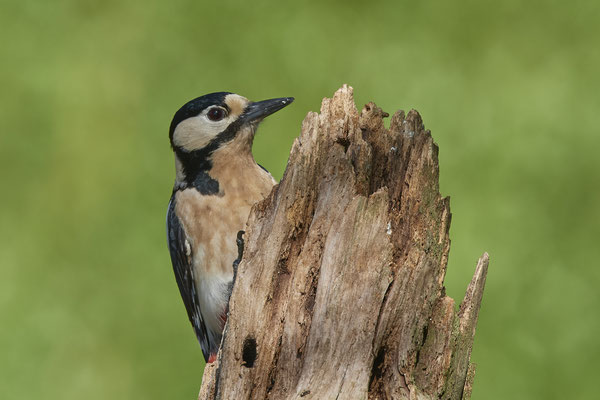 Buntspecht - Dingden - (20.04.2020) 
