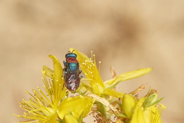 Nr.0900 - Hedychrum nobile / Sand-Goldwespe - OB LMB - 51°29`11.55" 6°53`53.48" - (27.06.2019)