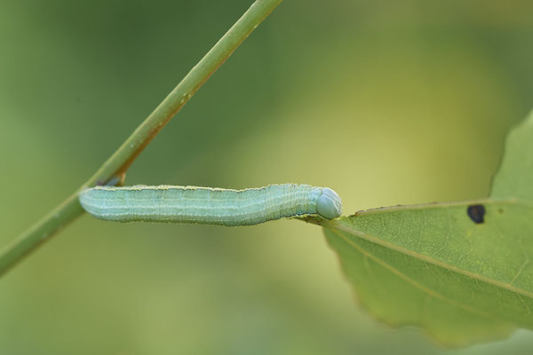 Palpen-Zahnspinner - (Urlaub im Allgäu / Bayern vom  08.07. bis 17.07.2022)