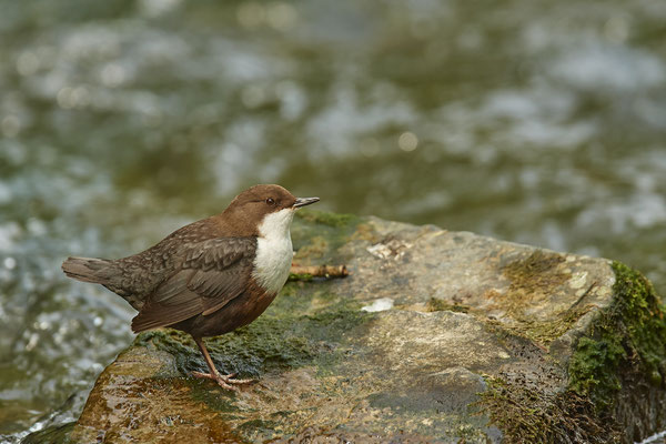 Heute bei den Wasseramseln in Ratingen - (03.05.2020) 