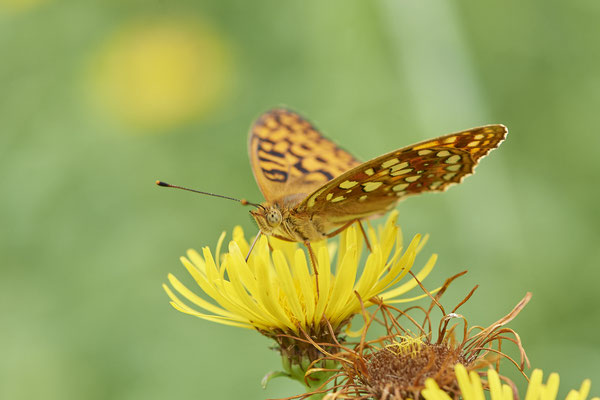 Märzveilchenfalter - (Urlaub im Allgäu / Bayern vom  08.07. bis 17.07.2022)