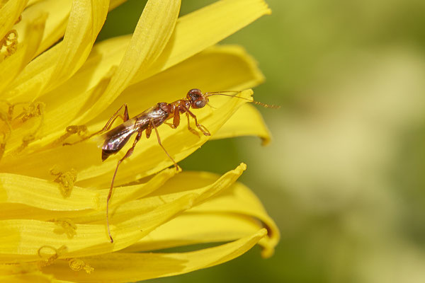 Nr.0205 - Dryinus collaris - OB-Hühnerstraße 42 - 51°32`26.15" 6°48`04.78" - (15.04.2019)