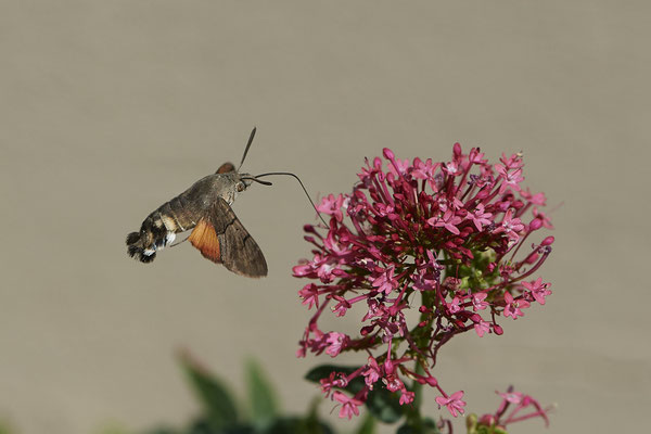 Taubenschwanz an Roter Spornblume - (04.07.2022)