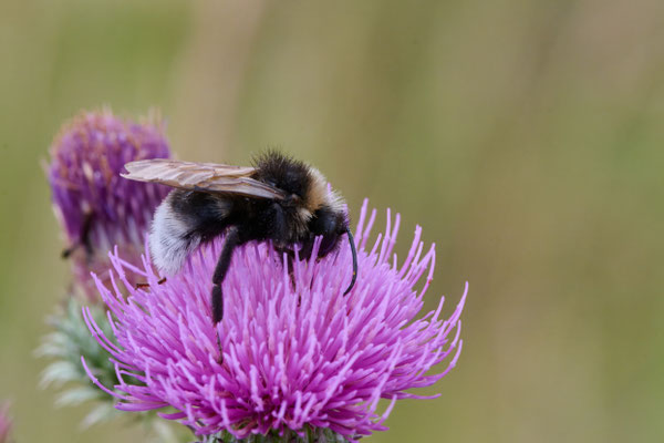 Keusche Kuckuckshummel