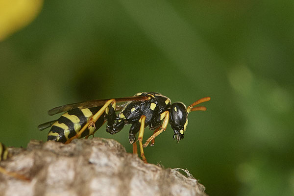 Nr.0807 - Polistes Nest 3 - Seitenansicht - OB LMB - 51°29`11.55" 6°53`53.48" - (24.06.2019)