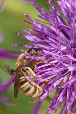 Nr.0608 - Halictus scabiosae / Gelbbindige-Furchenbiene - GE-Buer Zeche Hugo - 51°34`09.98" 7°02`18.09" - (24.05.2019)