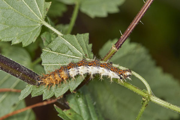 Raupe vom C-Falter - (10.10.2021)