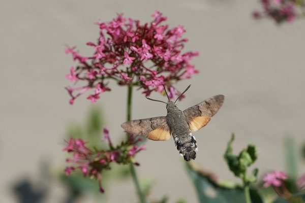 Taubenschwanz an Roter Spornblume - (04.07.2022)