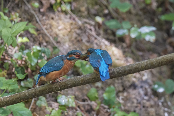 Eisvogel - Fischübergabe als Brautgeschenk - Serie von 6 Fotos - (19.05.2020)