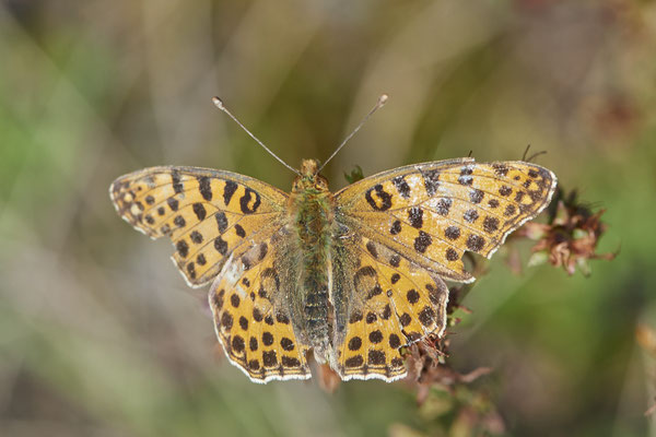 Kleiner Perlmuttfalter - leider schon ein bischen abgeflogen -  (04.08.2021)