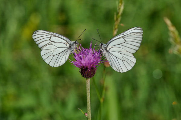Baumweißling - (Urlaub im Allgäu / Bayern vom  08.06. bis 19.06.2025)