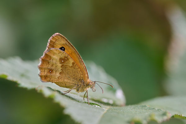 Rostbraunes Ochsenauge