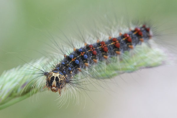 Raupe vom Schwammspinner - Venner Moor - 51°51`55.63" 7°32`09.32" - (26.05.2019)