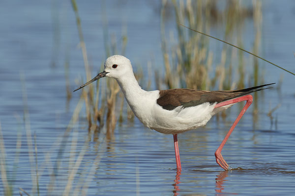 Stelzenläufer ( Naturpark Albufera )