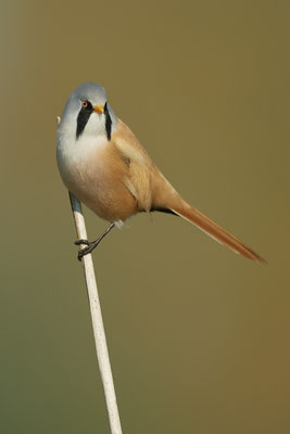 Bartmeise  Männchen