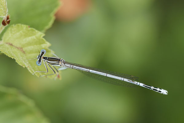 Blaue Federlibelle