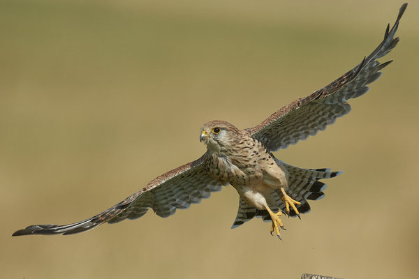 Turmfalke