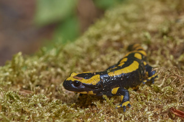 Feuersalamander