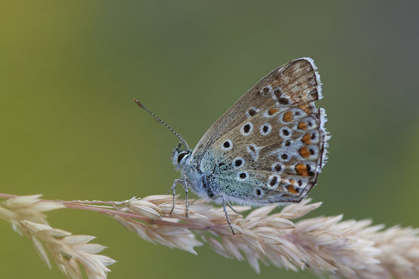 Polyommatus icarus / Hauhechel-Bläuling - Bottrop Halde Schöttelheide - (02.08.2020)