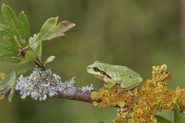 Laubfrosch - (07.08.2021)