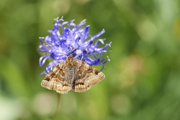Braune Tageule - Auf Schmetterlingstour in der Eifel: Kalvarienberg und Lambertstal - (29.05. bis 03.06.2022)